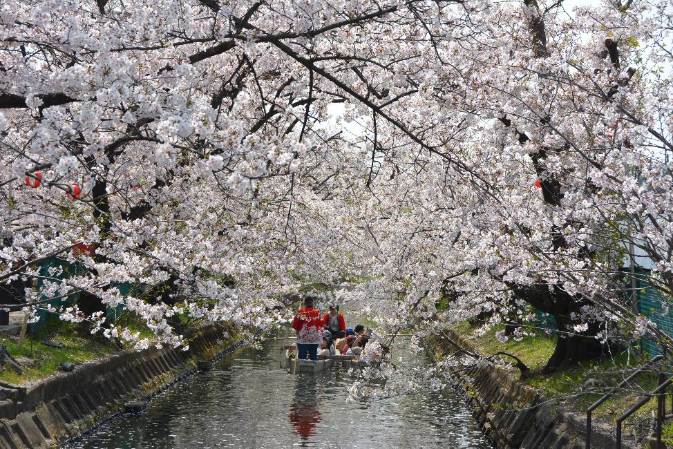 砂子水路の桜