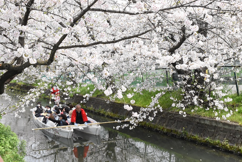 砂子水路の桜2024