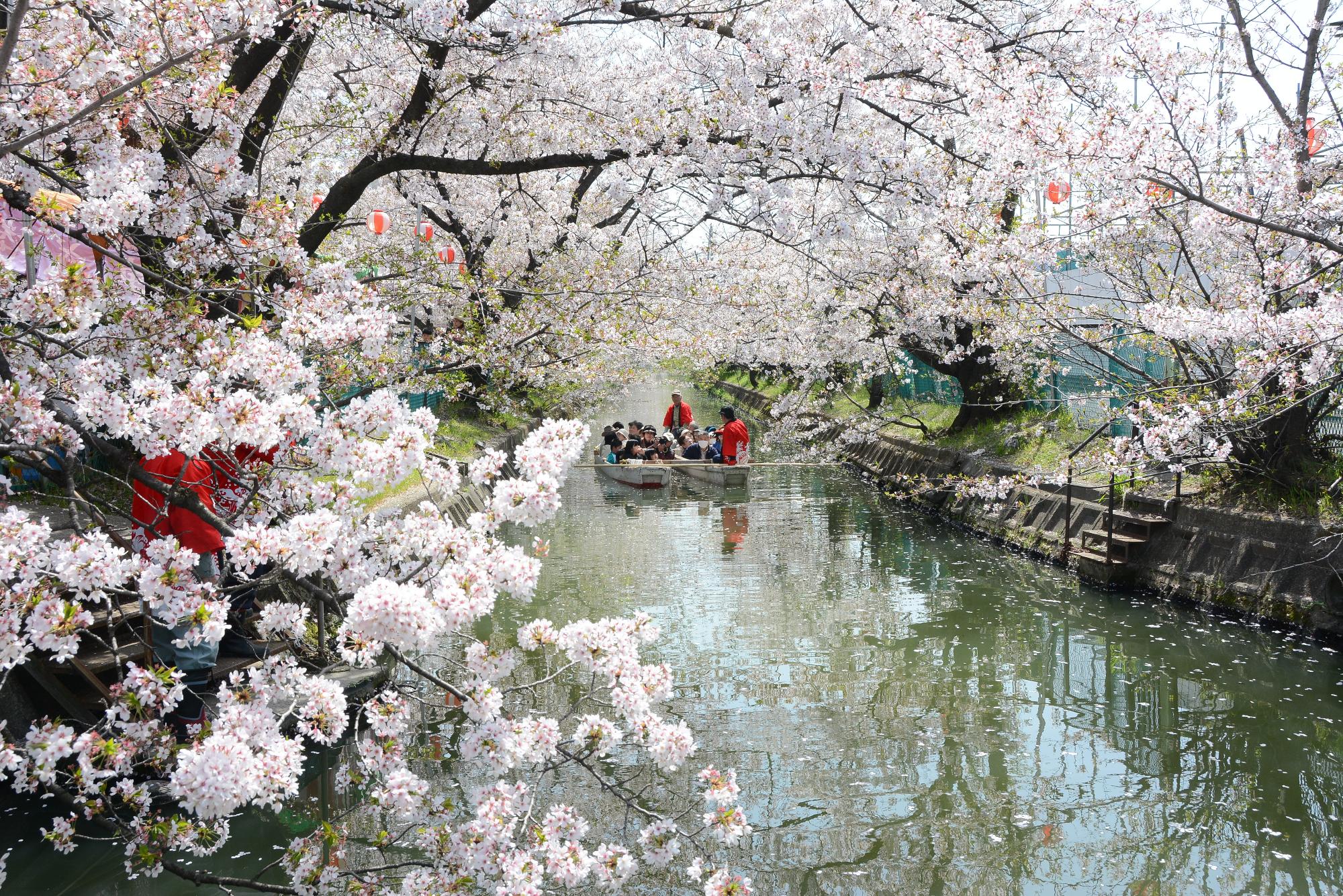 砂子水路の桜