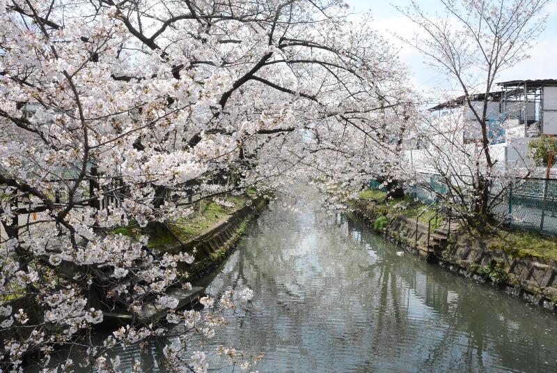 砂子水路の桜
