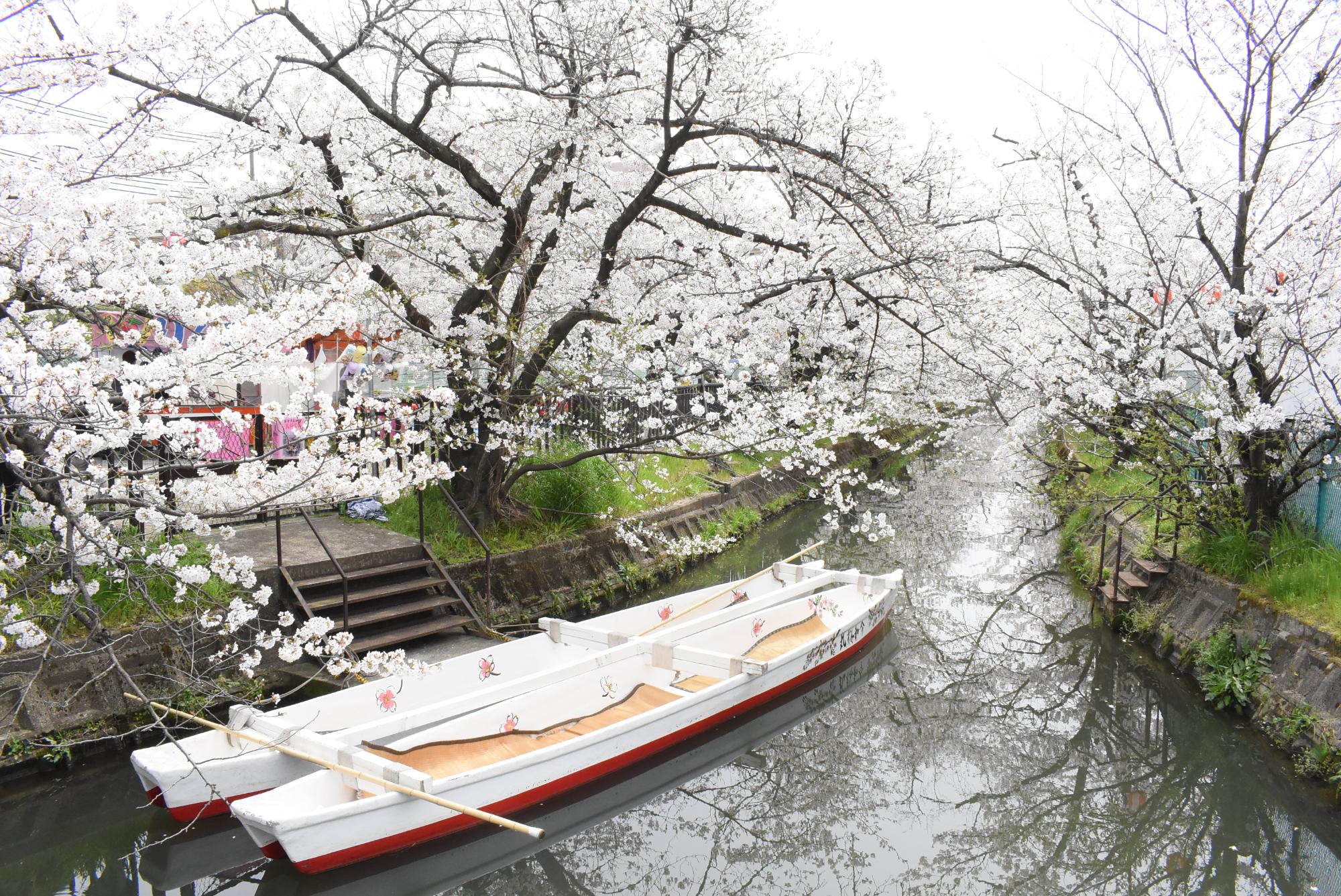 桜が咲いているなか砂子水路に浮かぶ田舟