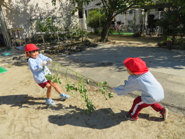 芋のつるで綱引きに挑戦！