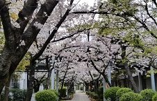 水桜小学校