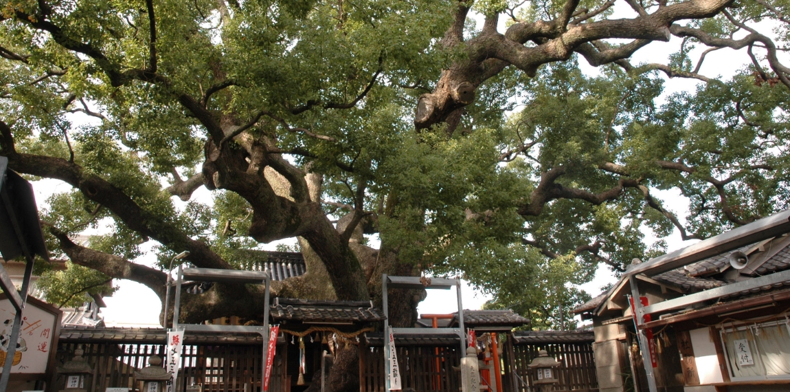 (写真)三島神社の薫蓋樟