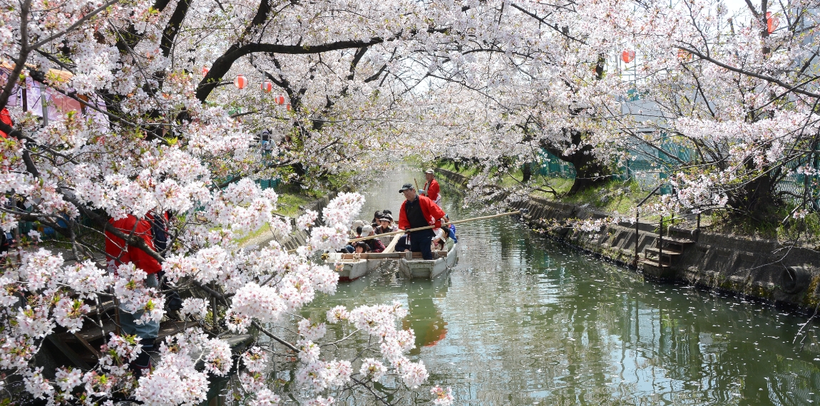 (写真)砂子水路の桜