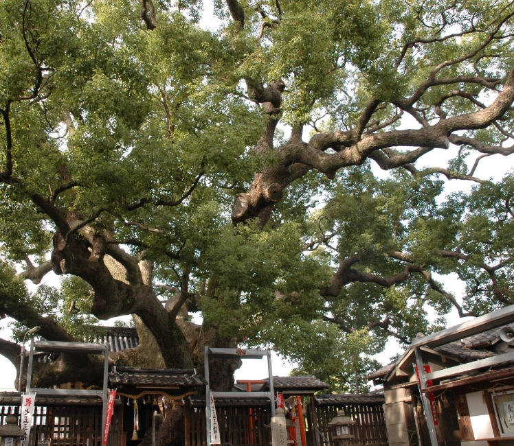 (写真)三島神社の薫蓋樟