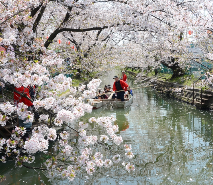 砂子水路の桜