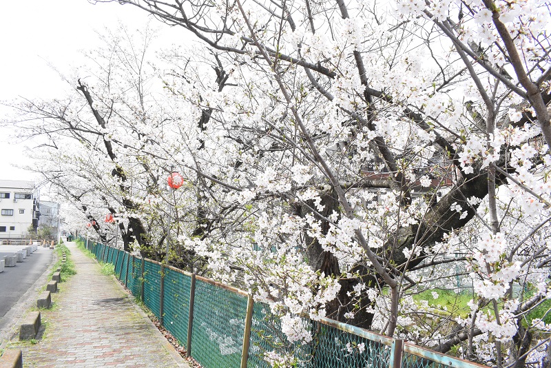 砂子水路の桜2024