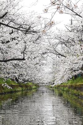 砂子水路の桜2024