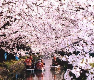 満開の桜の下、舟が運航する砂子水路の写真