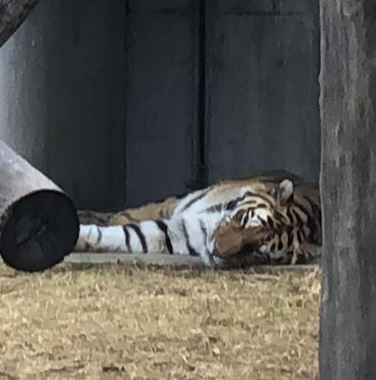 天王寺動物園3