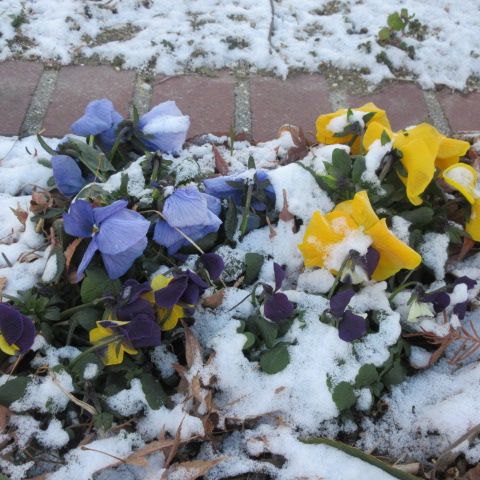 パンジーにも雪が積もって寒そうです。