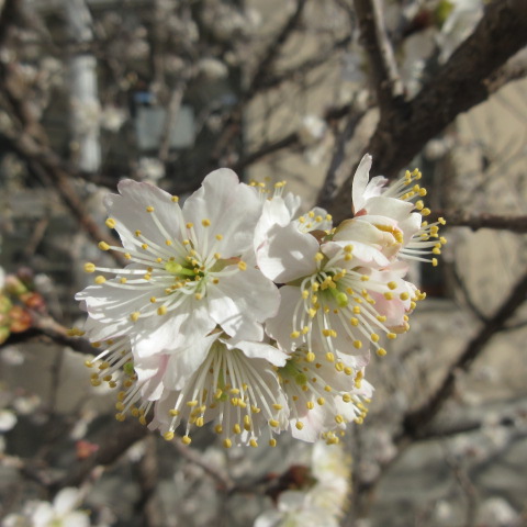 実桜