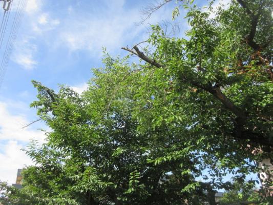 夏の北門のさくら